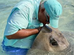 Secrets of the Stingray Whisperer Stingray Whisperer Bahamas