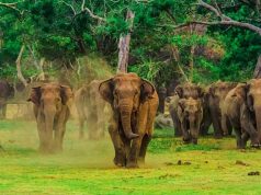 Sri Lanka Opens the Door and Welcomes International Visitors elephants in Sri Lanka