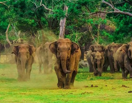 Sri Lanka Opens the Door and Welcomes International Visitors elephants in Sri Lanka