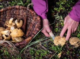 Harvesting wild mushrooms