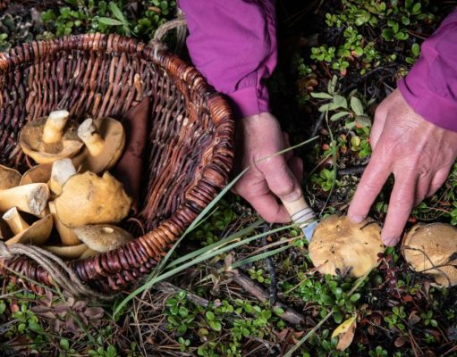 Why not a Yukon Culinary Adventure? Harvesting wild mushrooms