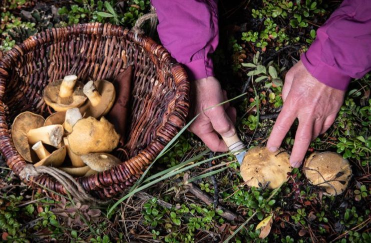 Harvesting wild mushrooms
