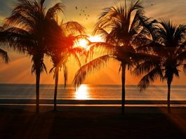 sun setting over the ocean with palm trees