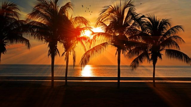 sun setting over the ocean with palm trees