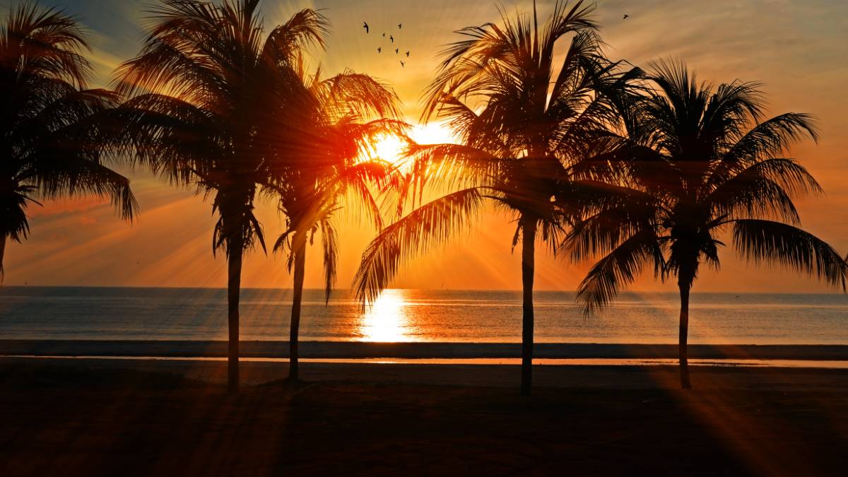 sun setting over the ocean with palm trees