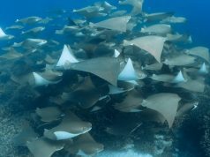 Rare Sighting One Hundred Cownose Rays off Lady Elliot Island Cownose Rays off Lady Elliot Island