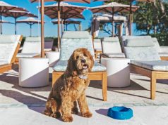 Four Seasons Resort Palm Beach Welcomes Therapy Dog into Family 10-month-old Australian Labradoodle