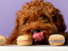 The Five Reasons Bonne et Filou is the Best Treat for Your Dog puppy looking at dog treats