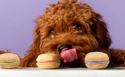 The Five Reasons Bonne et Filou is the Best Treat for Your Dog puppy looking at dog treats