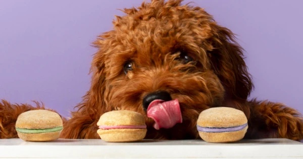 puppy looking at dog treats