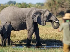 On Safari in Botswana with a BBC Wildlife Cameraman