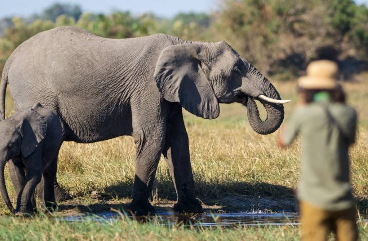 Safari in Botswana