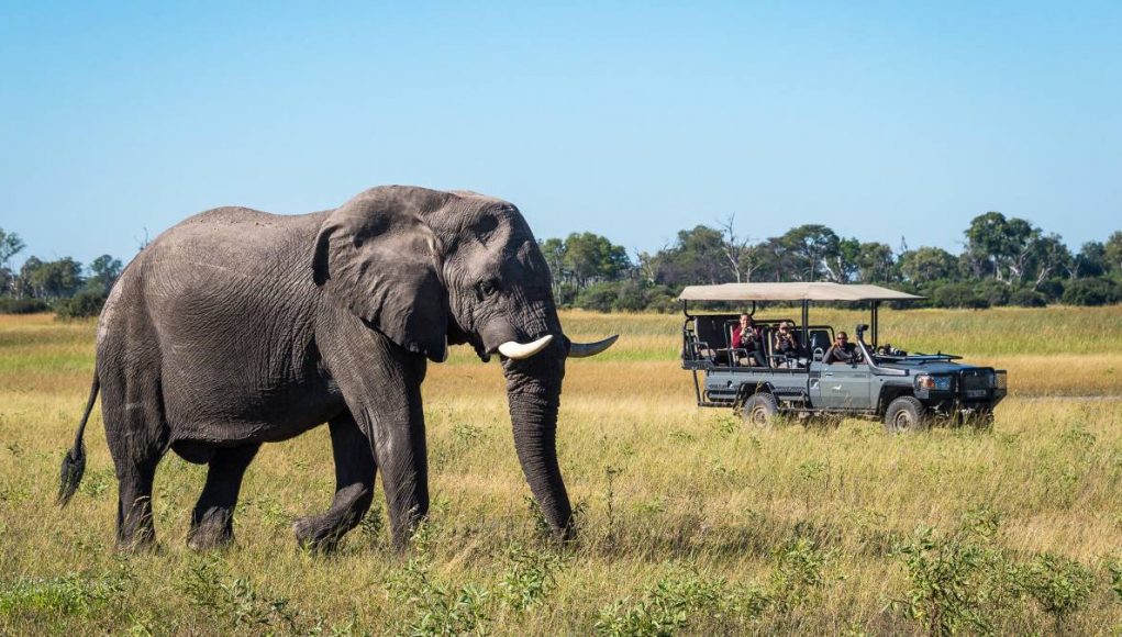 Photo Safari watching an Elepant