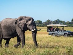 Wilderness Safaris Opens the New DumaTau Photo Safari watching an Elepant