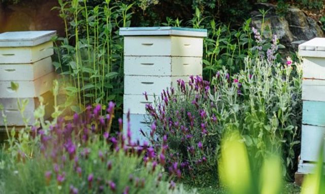 bee hives at the Fairmont Empress Hotel