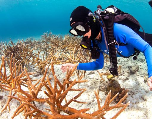 Celebrate Year-Round Eco-Travel at Harbour Village, Bonaire diver working on a coral reef