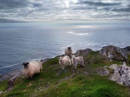 Southern Peninsulas, Sheeps Head