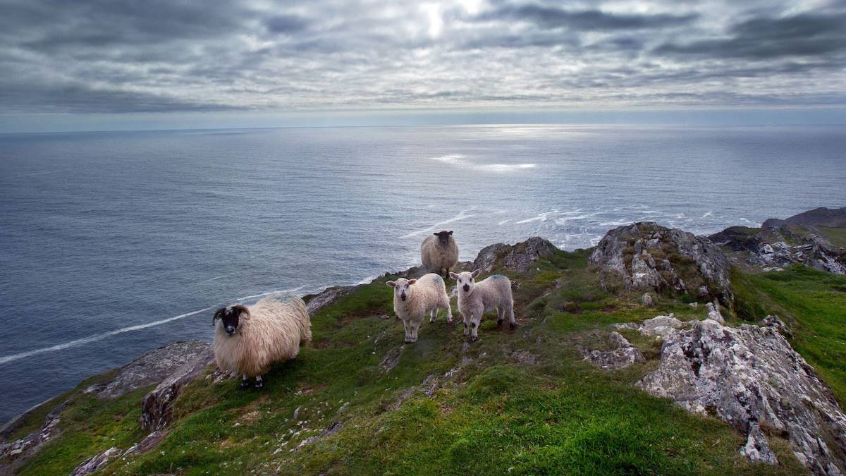 Southern Peninsulas, Sheeps Head