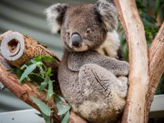 10 Must Dos in Canberra koala bear in tree