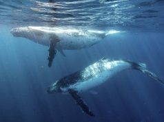 Watch Whales on the NSW Coast Whale Watching, Jervis Bay