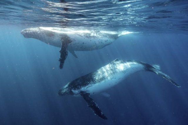 Whale Watching, Jervis Bay