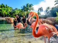 21 New Reasons to Visit Orlando this Summer flamingos in Florida