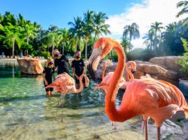 flamingos in Florida