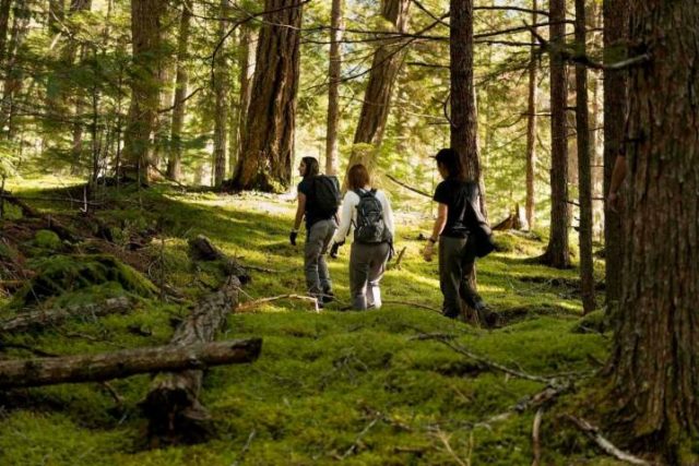 walking in the great bear rainforest