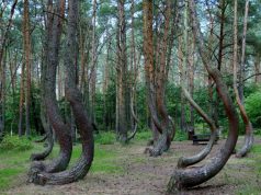 Three Mysterious Places You Must Explore Crooked Forest Krzywy Las Poland Pine Trees Forest