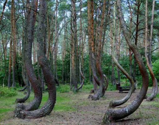 Three Mysterious Places You Must Explore Crooked Forest Krzywy Las Poland Pine Trees Forest