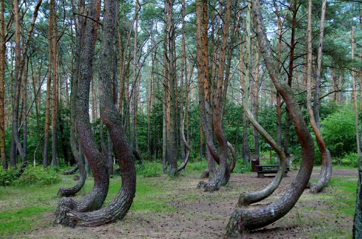 Crooked Forest Krzywy Las Poland Pine Trees Forest