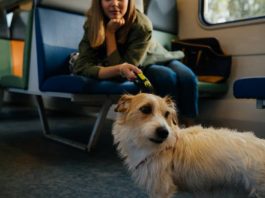 dog travelling on a train