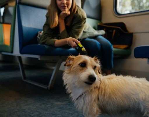 Dog-Friendly Destinations in Europe dog travelling on a train