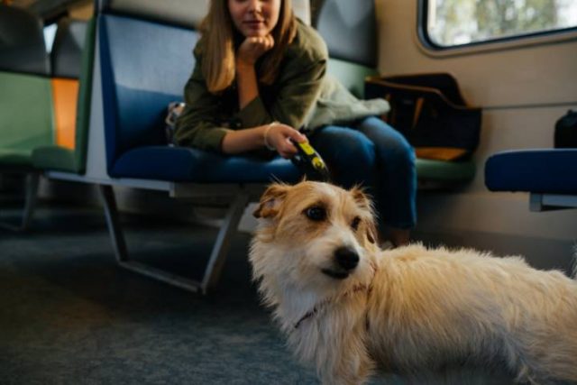 dog travelling on a train