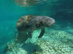 The Sunshine State Strives to Protect Manatees