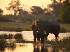 Introducing the new Great Plains Expeditions – Botswana experience