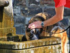 7 Tips to Keep Your Dog Safe and Protected dog drink water from a public fountain