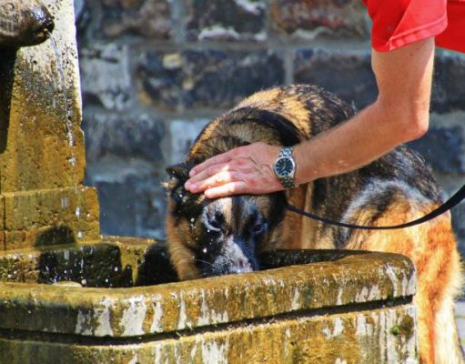7 Tips to Keep Your Dog Safe and Protected dog drink water from a public fountain