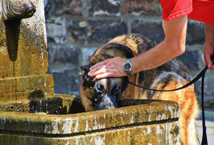 dog drink water from a public fountain