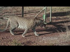 Leopard Siblings Rehabilitated And Released At Nkomazi Private Game Reserve