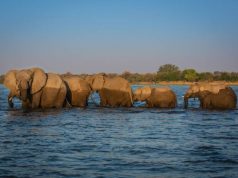 Introducing Great Plains’ New Tembo Plains Camp, Zimbabwe