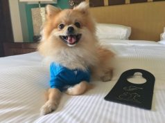 Petcation Time at Fairmont Mayakoba in Honor of National Dog Day