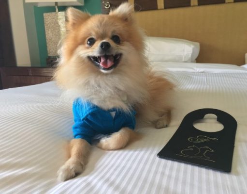 Petcation Time at Fairmont Mayakoba in Honor of National Dog Day