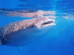 Tranquillity In Isla Holbox, Mexico with Ser Casasandra whale shark