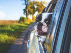 How To Get Your Car Ready For A Road Trip dog with his head out a car window
