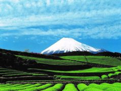 Tea-Totalling: A Guide to Japan’s Renowned Green Tea