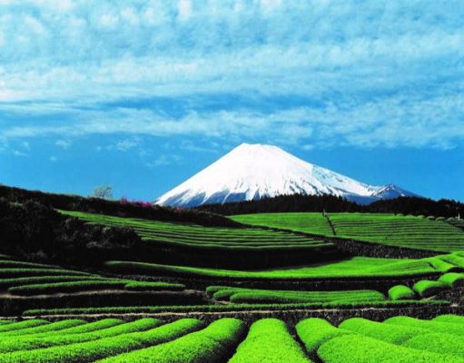 Tea-Totalling: A Guide to Japan’s Renowned Green Tea