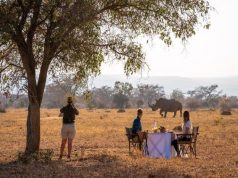 Celebrate World Animal Day with Lepogo Lodges in South Africa