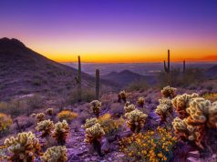 Top Reasons to Fall for Scottsdale this Autumn Sonoran Desert