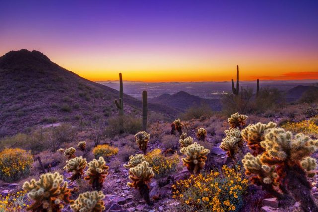 Sonoran Desert